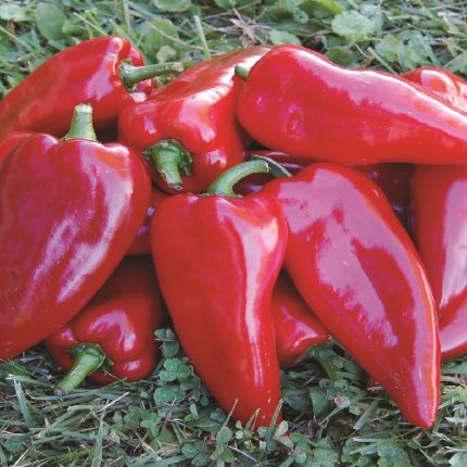 Chervena Chushka Pepper Vegetable Seeds AS2242