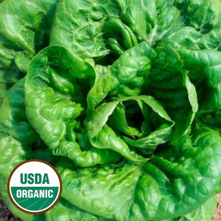 Aunt Mae's Bibb Lettuce Vegetable Seeds AS2158