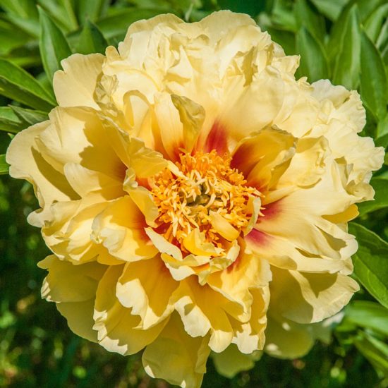 Bartzella Itoh Peony