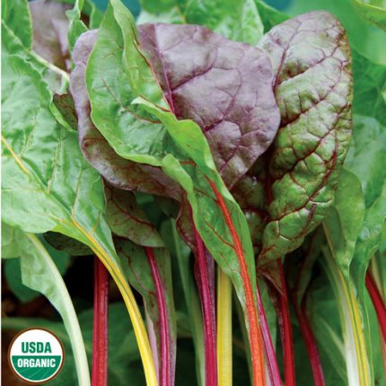 Five Color Silverbeet Swiss Chard Vegetable Seeds AS2307