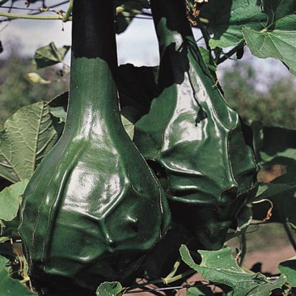 Dinosaur Gourd Vegetable Seeds AS2133