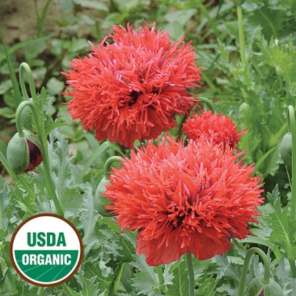 Chima Family Heirloom Poppy Flower Seeds AS2374