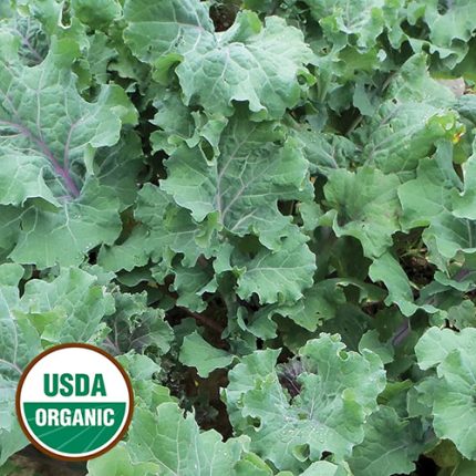 Delaway Kale Vegetable Seeds AS2139