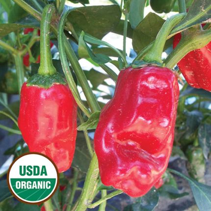 Derksen Pepper Vegetable Seeds AS2245