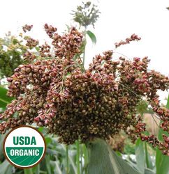 Williams Sorghum Vegetable Seeds AS2272