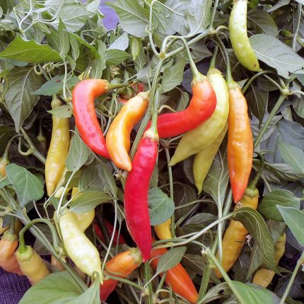 Challeano Pepper Vegetable Seeds AS2241