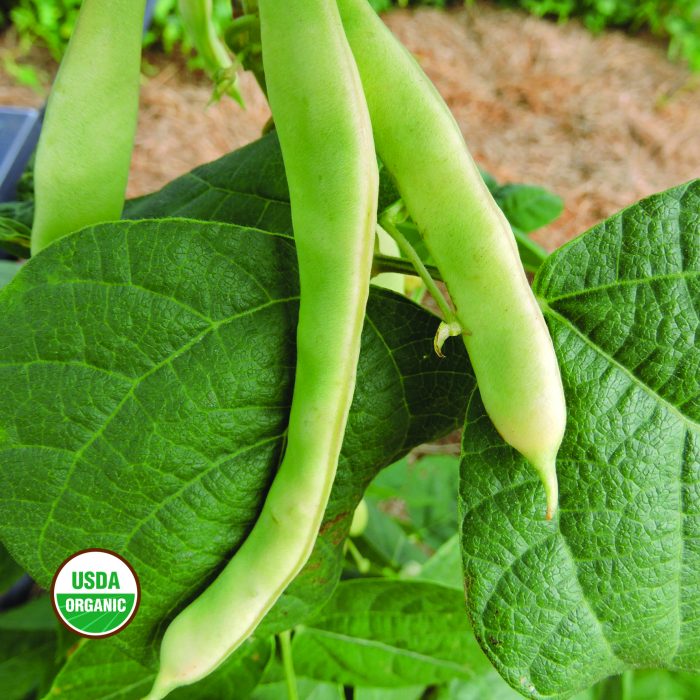 Connecticut Wonder Bean Vegetable Seeds AS2018