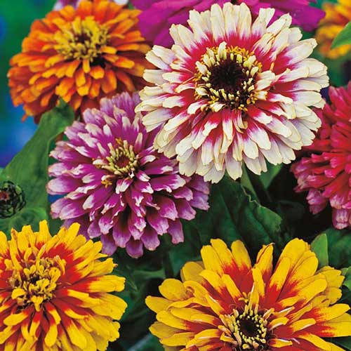 Whirlygig Mix Zinnia Flower Flower Seeds AS2614