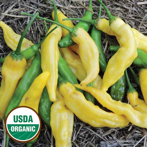 Yellow Peru Pepper Herb Seeds AS2447