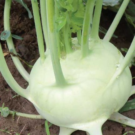 Delicatesse White Kohlrabi Vegetable Seeds AS2148