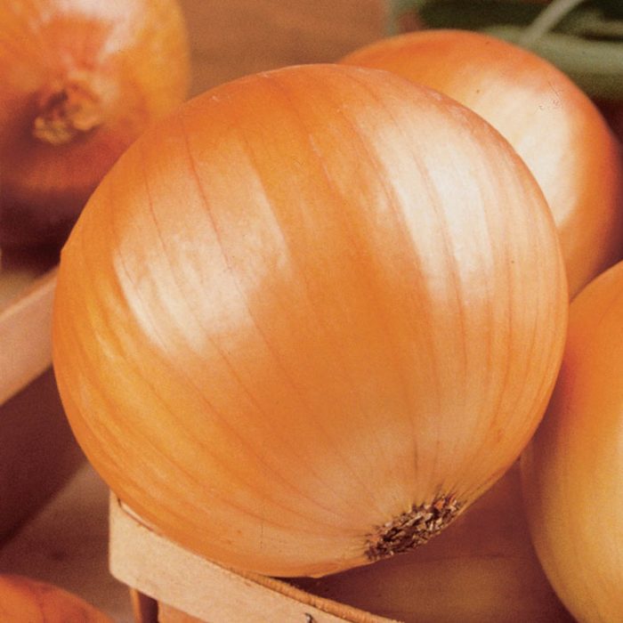 TX 1015-Y Supersweet Onion