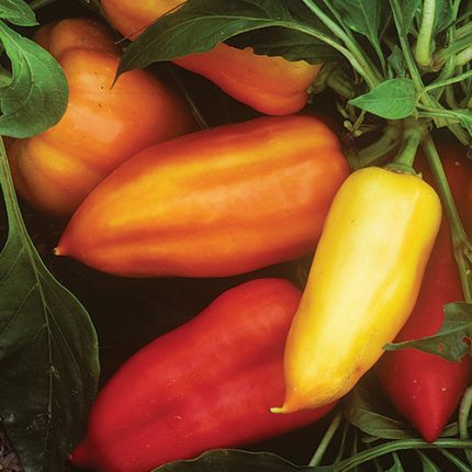 Feher Ozon Paprika Pepper Vegetable Seeds AS2247