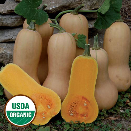 Waltham Butternut Squash Vegetable Seeds AS2515