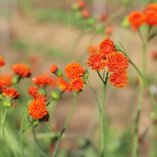 Scarlet Magic Tassel Flower Herb Seeds AS2450