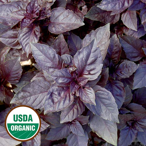 Purple Dark Opal Basil Herb Seeds AS2427