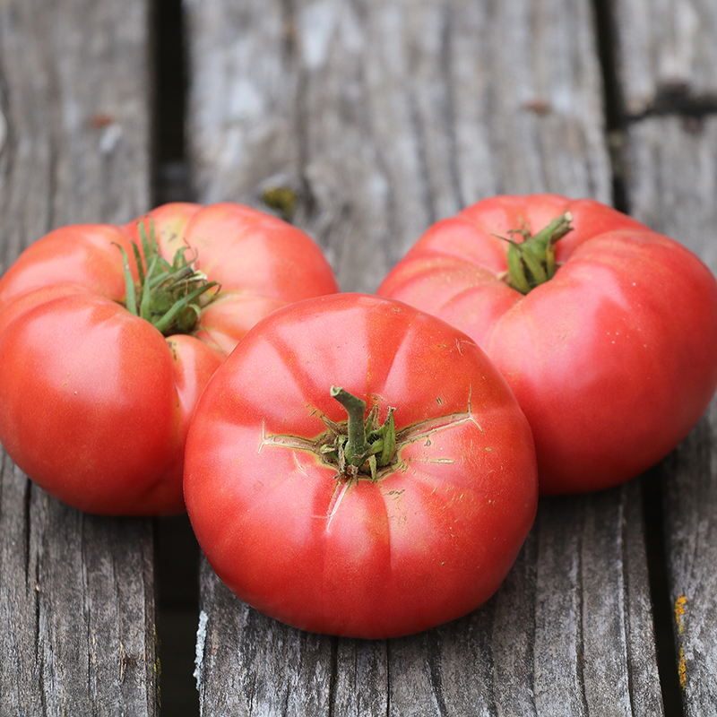 Oma's Pink Tomato Herb Seeds AS2445