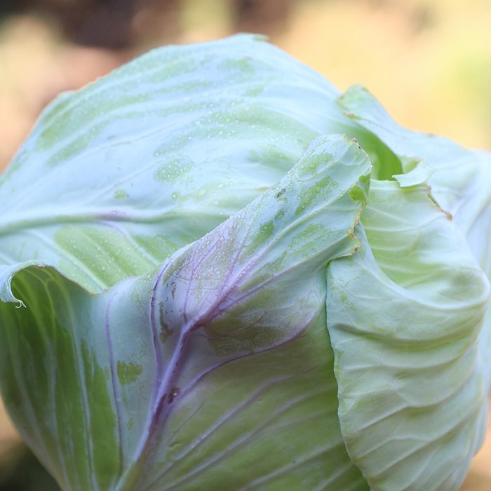 Tancook Island Cabbage Vegetable Seeds AS2048