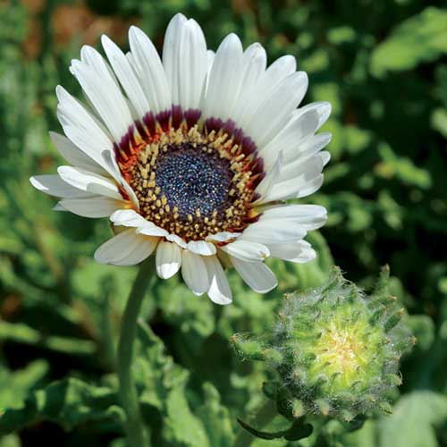 Zulu Prince Daisy Flower Seeds AS2617