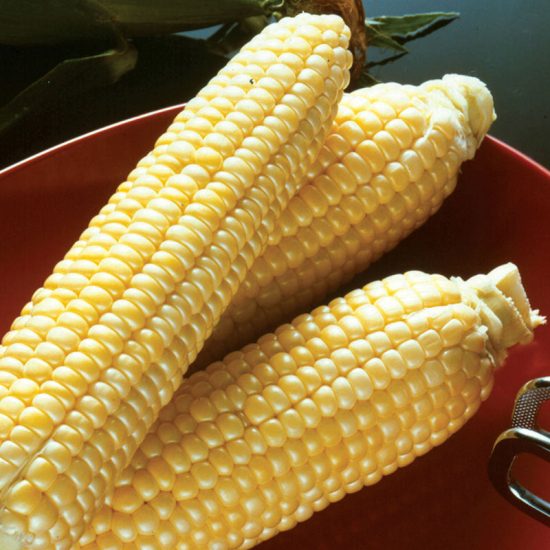 Eureka White Dent Corn Seed