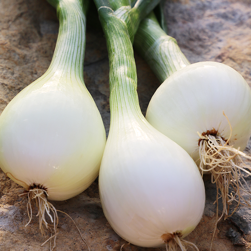 Walla Walla Onion Vegetable Seeds AS2216