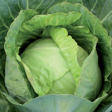 Copenhagen Market Cabbage Vegetable Seeds AS2044