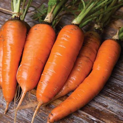 Danvers Carrot Vegetable Seeds AS2049