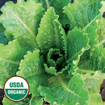 Crisp Mint Lettuce Vegetable Seeds AS2164