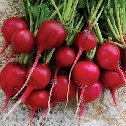 Early Scarlet Globe Radish Vegetable Seeds AS2254