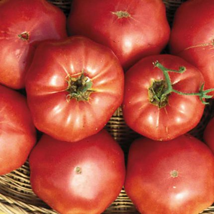 Brandywine (Sudduth's Strain) Tomato Vegetable Seeds AS2327