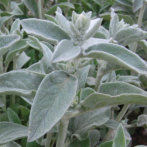 Lamb's Ears - Out of Stock Herb Seeds AS2442