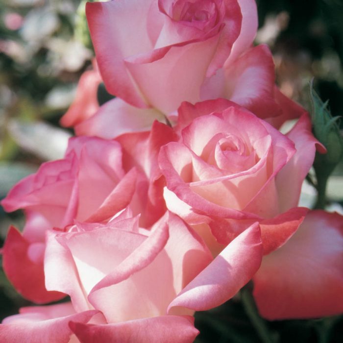 Gemini Hybrid Tea Rose Plant