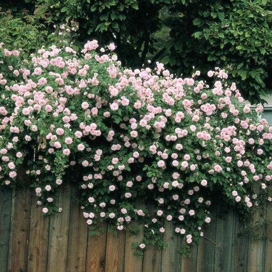 Cecile Brunner Climbing Rose Plant