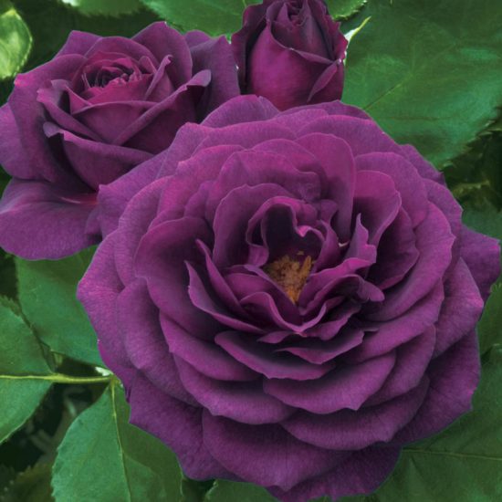 Ebb Tide Floribunda Rose