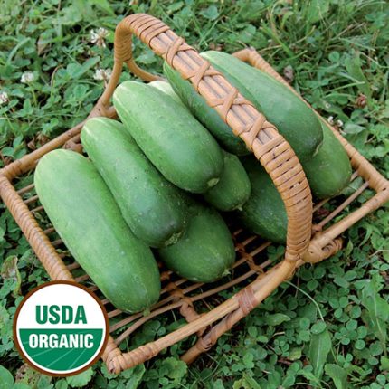 Double Yield Cucumber Vegetable Seeds AS2090