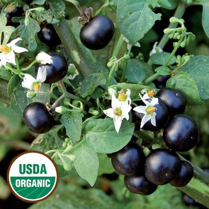 Garden Huckleberry Vegetable Seeds AS2119