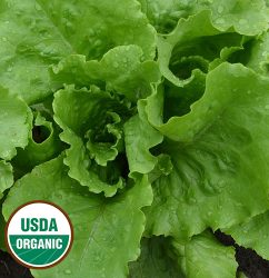 Webb's Wonderful Lettuce Vegetable Seeds AS2468