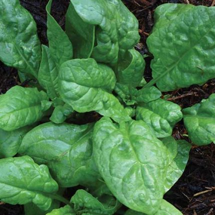 America Spinach Vegetable Seeds AS2276