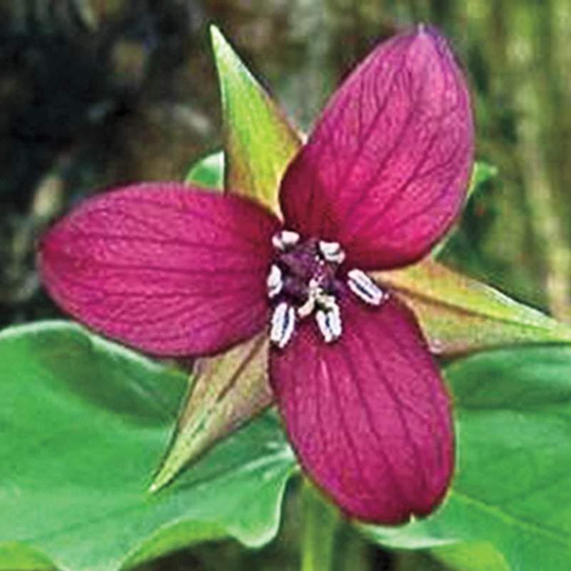 Purple Trillium