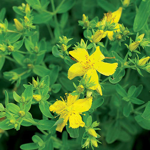 St. John's Wort Herb Seeds AS2625