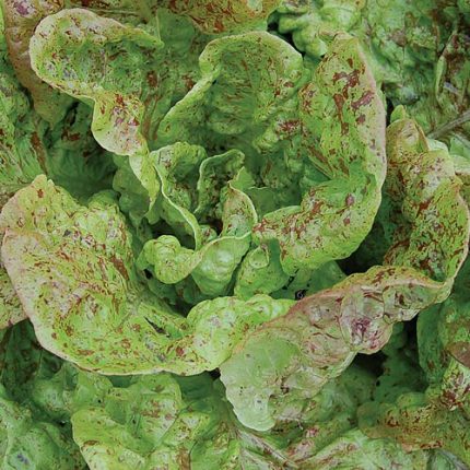 Bunte Forellenschluss Lettuce Vegetable Seeds AS2163