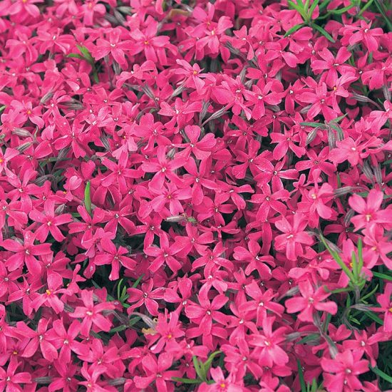 Atropurpurea Creeping Phlox Plant