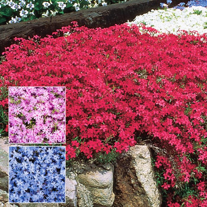 Atropurpurea Creeping Phlox Plant