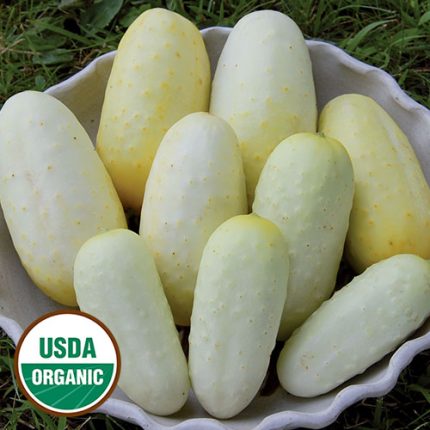 Boothby's Blonde Cucumber Vegetable Seeds AS2087