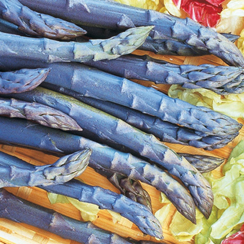 Purple Passion Asparagus Plant