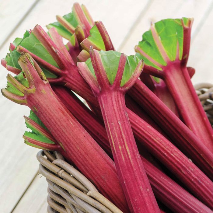 Chipman's Canada Red Rhubarb Plant