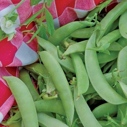 Amish Snap Pea Vegetable Seeds AS2219