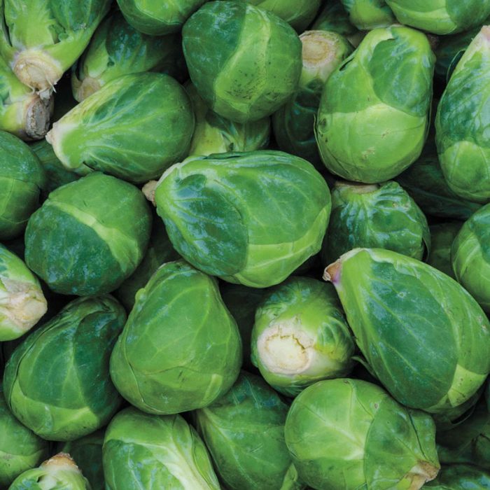 Churchill Hybrid Brussels Sprouts Seed