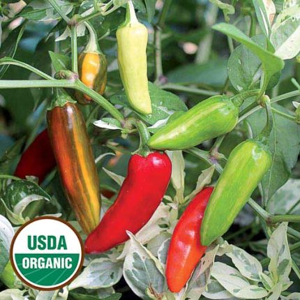 Fish Pepper Vegetable Seeds AS2248