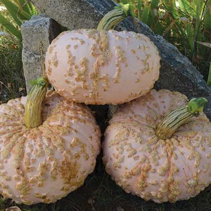 Galeux d'Eysines Squash Vegetable Seeds AS2291