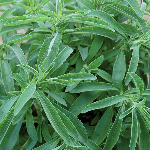 Stevia Herb Seeds AS2626